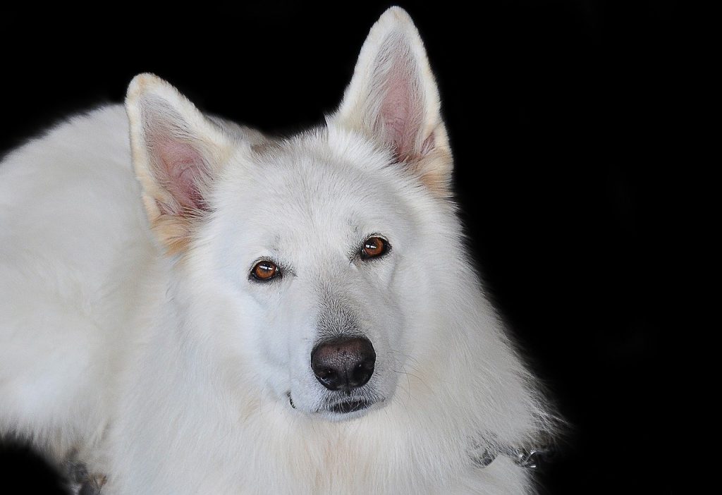 マヤ暦 白い犬 の使命 相性 恋愛特性は